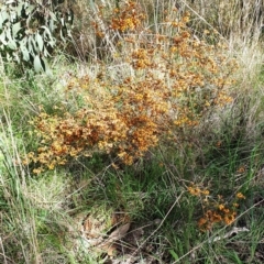 Dillwynia phylicoides at Cook, ACT - 6 Oct 2021