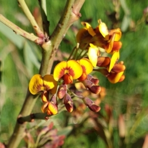 Daviesia mimosoides subsp. mimosoides at Cook, ACT - 6 Oct 2021 09:39 AM