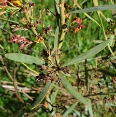 Daviesia mimosoides subsp. mimosoides at Cook, ACT - 6 Oct 2021