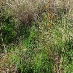 Daviesia mimosoides subsp. mimosoides at Cook, ACT - 6 Oct 2021 09:39 AM