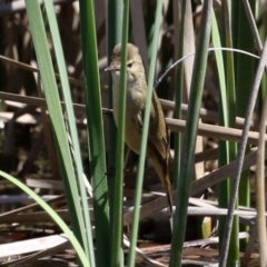 Acrocephalus australis (Australian Reed-Warbler) at Jerrabomberra, ACT - 6 Oct 2021 by RodDeb