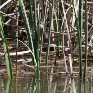 Acrocephalus australis at Jerrabomberra, ACT - 6 Oct 2021