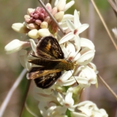 Taractrocera papyria (White-banded Grass-dart) at Symonston, ACT - 6 Oct 2021 by RodDeb