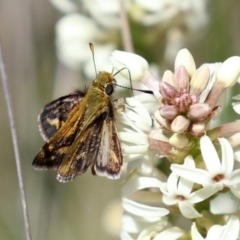 Taractrocera papyria at Symonston, ACT - 6 Oct 2021