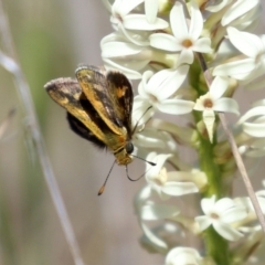 Taractrocera papyria at Symonston, ACT - 6 Oct 2021