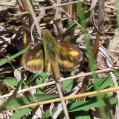 Taractrocera papyria at Symonston, ACT - 6 Oct 2021