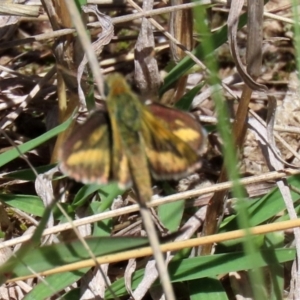 Taractrocera papyria at Symonston, ACT - 6 Oct 2021