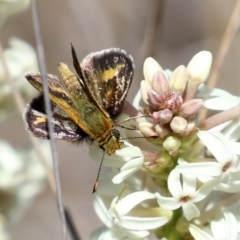 Taractrocera papyria at Symonston, ACT - 6 Oct 2021