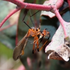 Harpobittacus australis (Hangingfly) at Callum Brae - 6 Oct 2021 by RodDeb