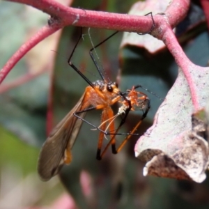 Harpobittacus australis at Symonston, ACT - 6 Oct 2021