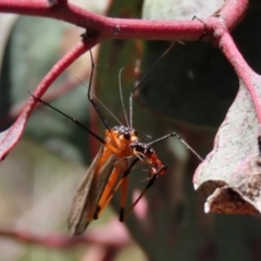 Harpobittacus australis at Symonston, ACT - 6 Oct 2021