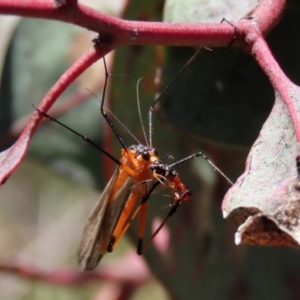 Harpobittacus australis at Symonston, ACT - 6 Oct 2021