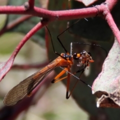 Harpobittacus australis at Symonston, ACT - 6 Oct 2021 01:40 PM