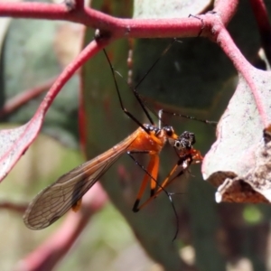 Harpobittacus australis at Symonston, ACT - 6 Oct 2021 01:40 PM