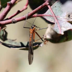 Harpobittacus australis at Symonston, ACT - 6 Oct 2021 01:40 PM