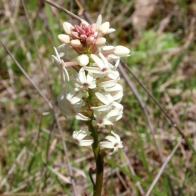 Stackhousia monogyna (Creamy Candles) at Callum Brae - 6 Oct 2021 by RodDeb