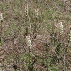 Stackhousia monogyna at Symonston, ACT - 6 Oct 2021 12:59 PM