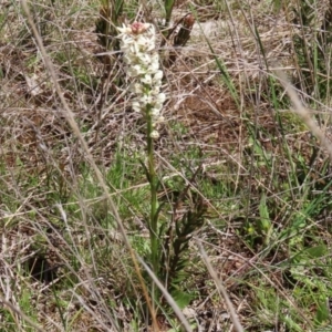 Stackhousia monogyna at Symonston, ACT - 6 Oct 2021 12:59 PM