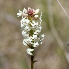 Stackhousia monogyna at Symonston, ACT - 6 Oct 2021 12:59 PM