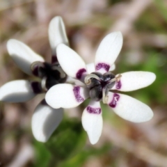 Wurmbea dioica subsp. dioica (Early Nancy) at Callum Brae - 6 Oct 2021 by RodDeb
