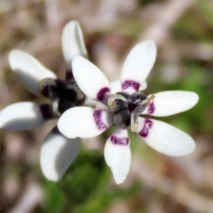 Wurmbea dioica subsp. dioica at Symonston, ACT - 6 Oct 2021