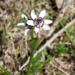 Wurmbea dioica subsp. dioica at Symonston, ACT - 6 Oct 2021