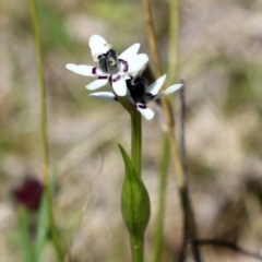 Wurmbea dioica subsp. dioica at Symonston, ACT - 6 Oct 2021