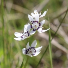 Wurmbea dioica subsp. dioica at Symonston, ACT - 6 Oct 2021