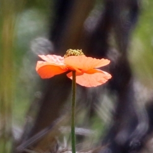 Papaver dubium at Symonston, ACT - 6 Oct 2021