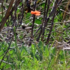 Papaver dubium at Symonston, ACT - 6 Oct 2021