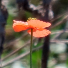 Papaver dubium at Symonston, ACT - 6 Oct 2021 12:46 PM