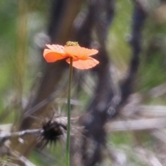 Papaver dubium at Symonston, ACT - 6 Oct 2021