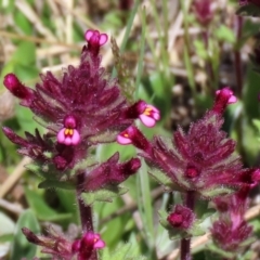 Parentucellia latifolia (Red Bartsia) at Symonston, ACT - 6 Oct 2021 by RodDeb