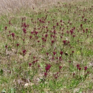 Parentucellia latifolia at Symonston, ACT - 6 Oct 2021