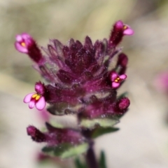 Parentucellia latifolia at Symonston, ACT - 6 Oct 2021