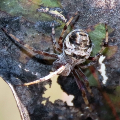 Salsa fuliginata (Sooty Orb-weaver) at Callum Brae - 6 Oct 2021 by RodDeb