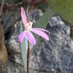 Caladenia fuscata (Dusky Fingers) at Tuggeranong DC, ACT - 6 Oct 2021 by Brad