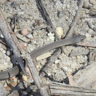 Drysdalia coronoides (White-lipped Snake) at Penrose - 6 Oct 2021 by GlossyGal