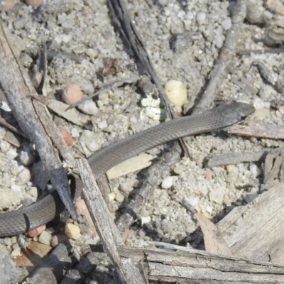 Drysdalia coronoides (White-lipped Snake) at Penrose State Forest - 6 Oct 2021 by GlossyGal