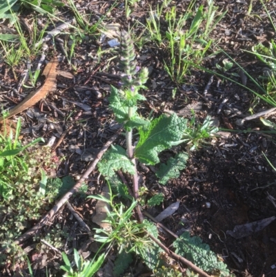 Salvia verbenaca var. verbenaca (Wild Sage) at Belconnen, ACT - 7 Oct 2021 by JohnGiacon