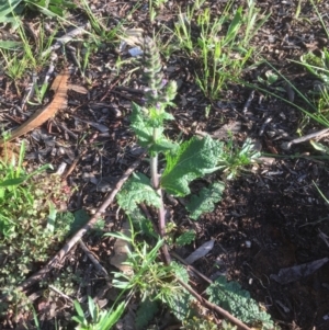Salvia verbenaca var. verbenaca at Belconnen, ACT - 7 Oct 2021
