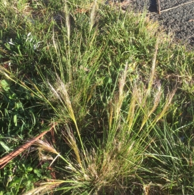 Austrostipa scabra (Corkscrew Grass, Slender Speargrass) at Belconnen, ACT - 7 Oct 2021 by JohnGiacon