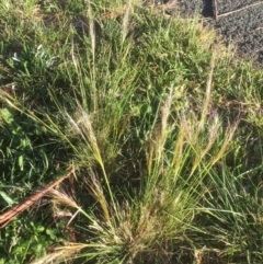 Austrostipa scabra (Corkscrew Grass) at Belconnen, ACT - 6 Oct 2021 by jgiacon