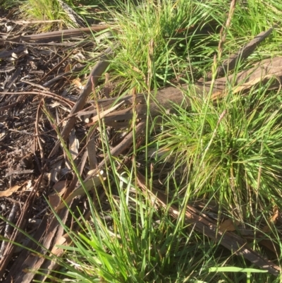 Festuca arundinacea (Tall Fescue) at Belconnen, ACT - 6 Oct 2021 by jgiacon