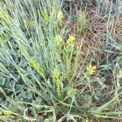 Bromus hordeaceus (A Soft Brome) at Belconnen, ACT - 7 Oct 2021 by JohnGiacon