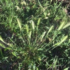 Hordeum leporinum (Barley Grass) at Flea Bog Flat to Emu Creek Corridor - 6 Oct 2021 by JohnGiacon