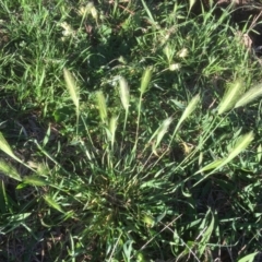 Hordeum leporinum (Barley Grass) at Belconnen, ACT - 7 Oct 2021 by JohnGiacon