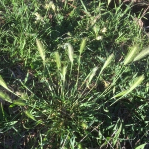 Hordeum leporinum at Belconnen, ACT - 7 Oct 2021 07:34 AM