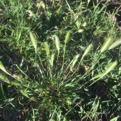 Hordeum leporinum (Barley Grass) at Belconnen, ACT - 6 Oct 2021 by jgiacon