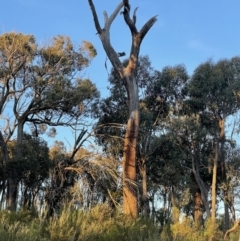 Callocephalon fimbriatum (Gang-gang Cockatoo) at Gossan Hill - 6 Oct 2021 by bland